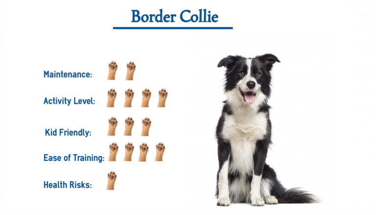 Border Collie… Everything You Need to Know at a Glance!