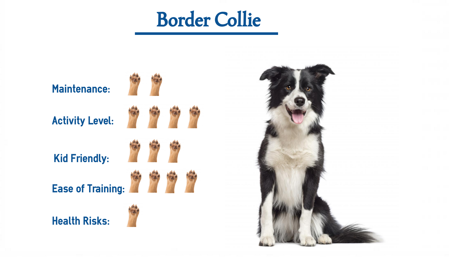 Border Collies - Temperament, Facts, Dog Tricks and Shows