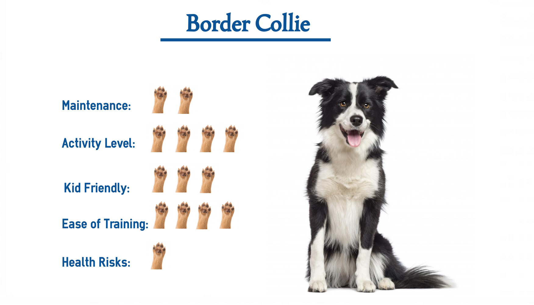 How To Care For Border Collies