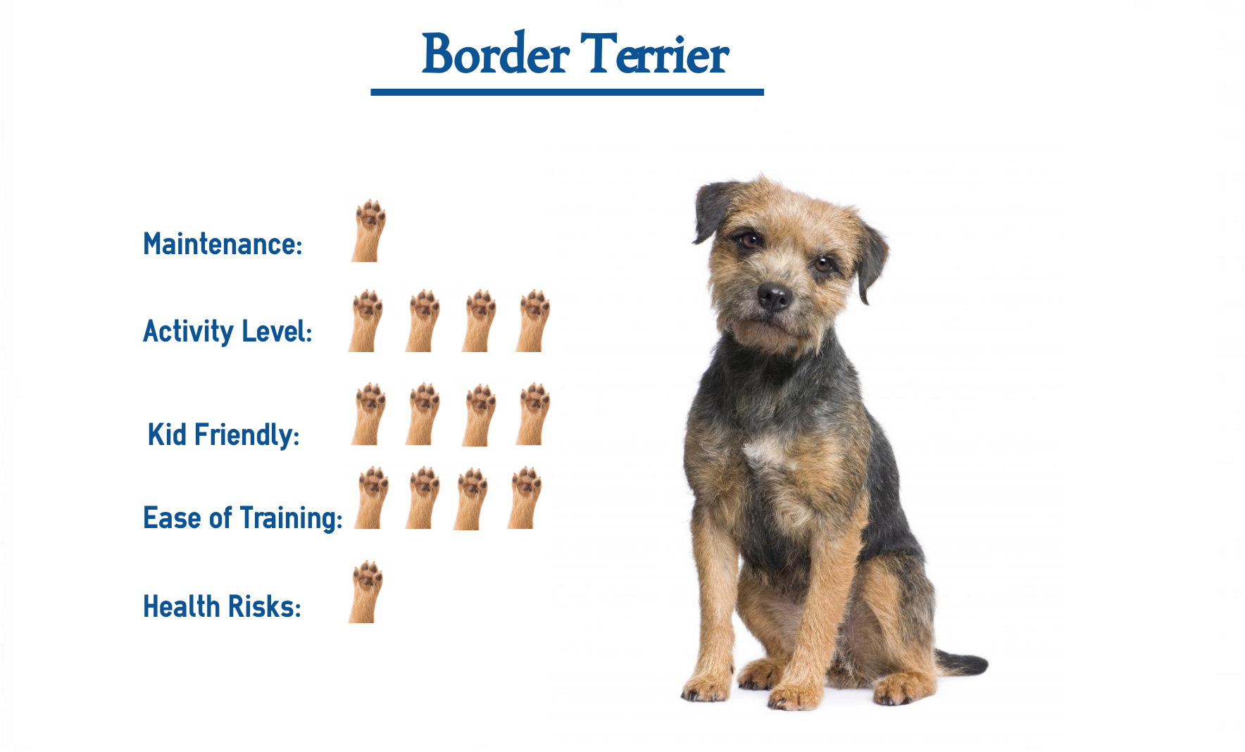 should i wash my border terrier