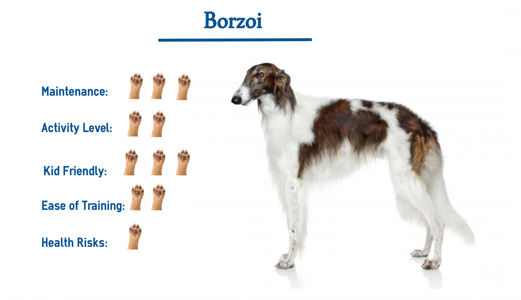 Borzoi dog breed