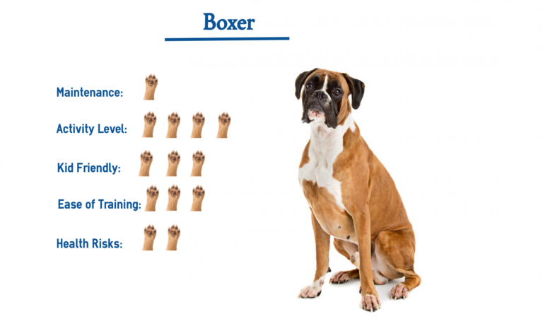 The Boxer… Everything You Need To Know At A Glance!