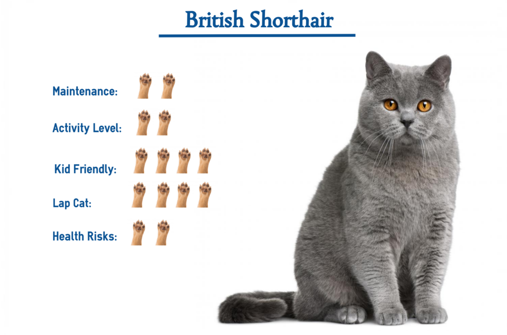 British Shorthair Cat Breed… Everything You Need To Know At Glance!