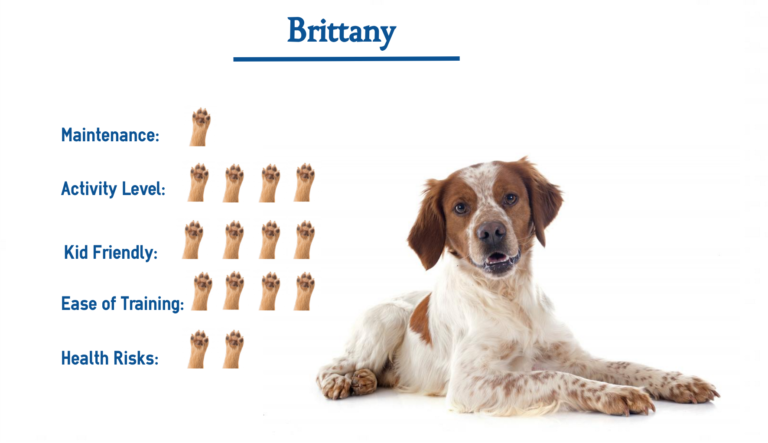 The Brittany Dog Breed… Everything That You Need to Know at a Glance!