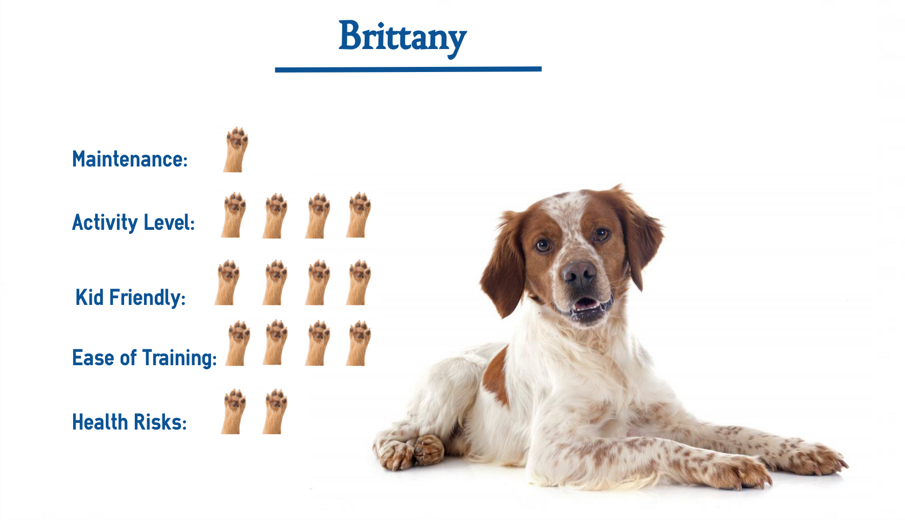 The Brittany Dog Breed Everything That You Need To Know At A Glance