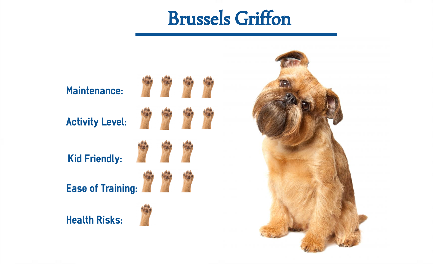 Brussels Griffon Puppy 