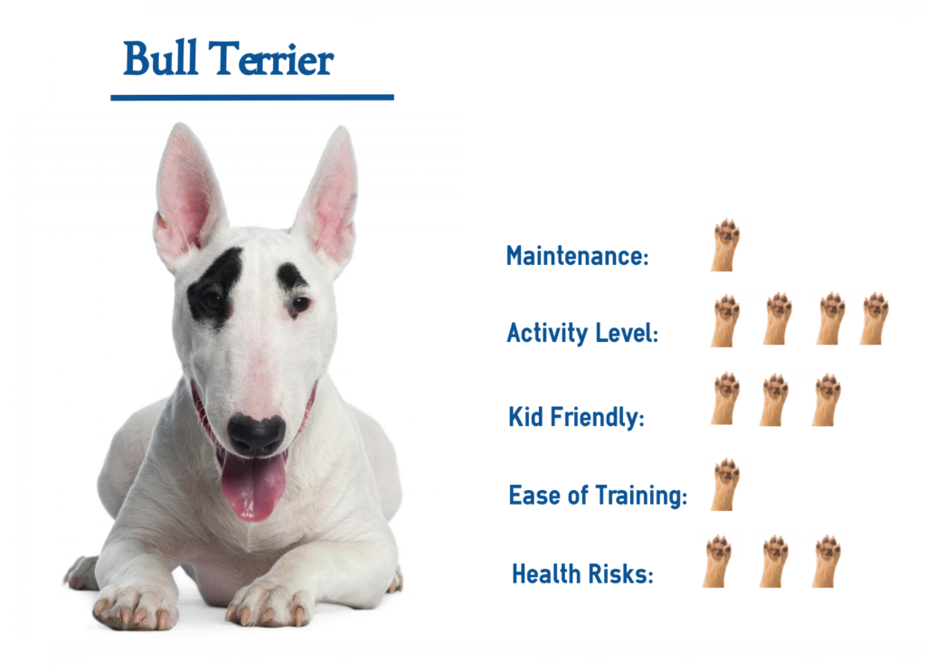 The Bull Terrier… Your Guide to Complete Care. The Bull Terrier… Your Guide to Complete Care.