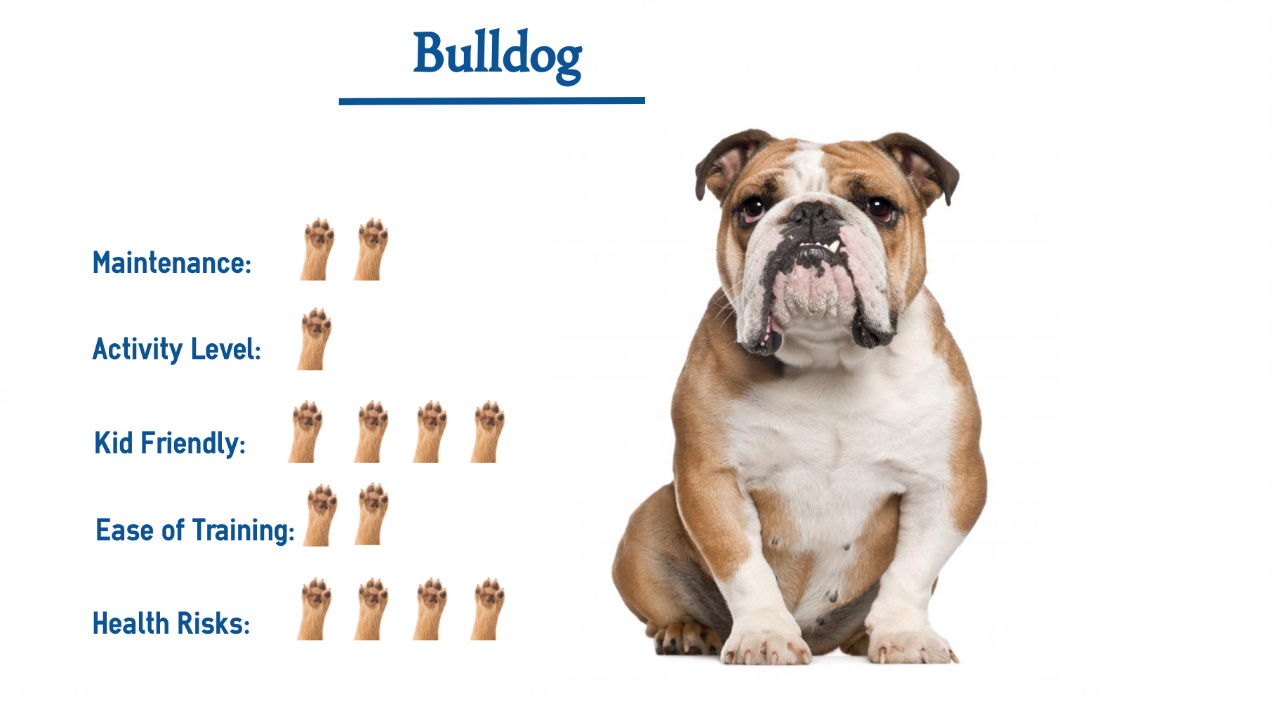 The Bulldog…. Everything You Need to Know at a Glance!