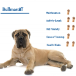 bullmastiff dog breed