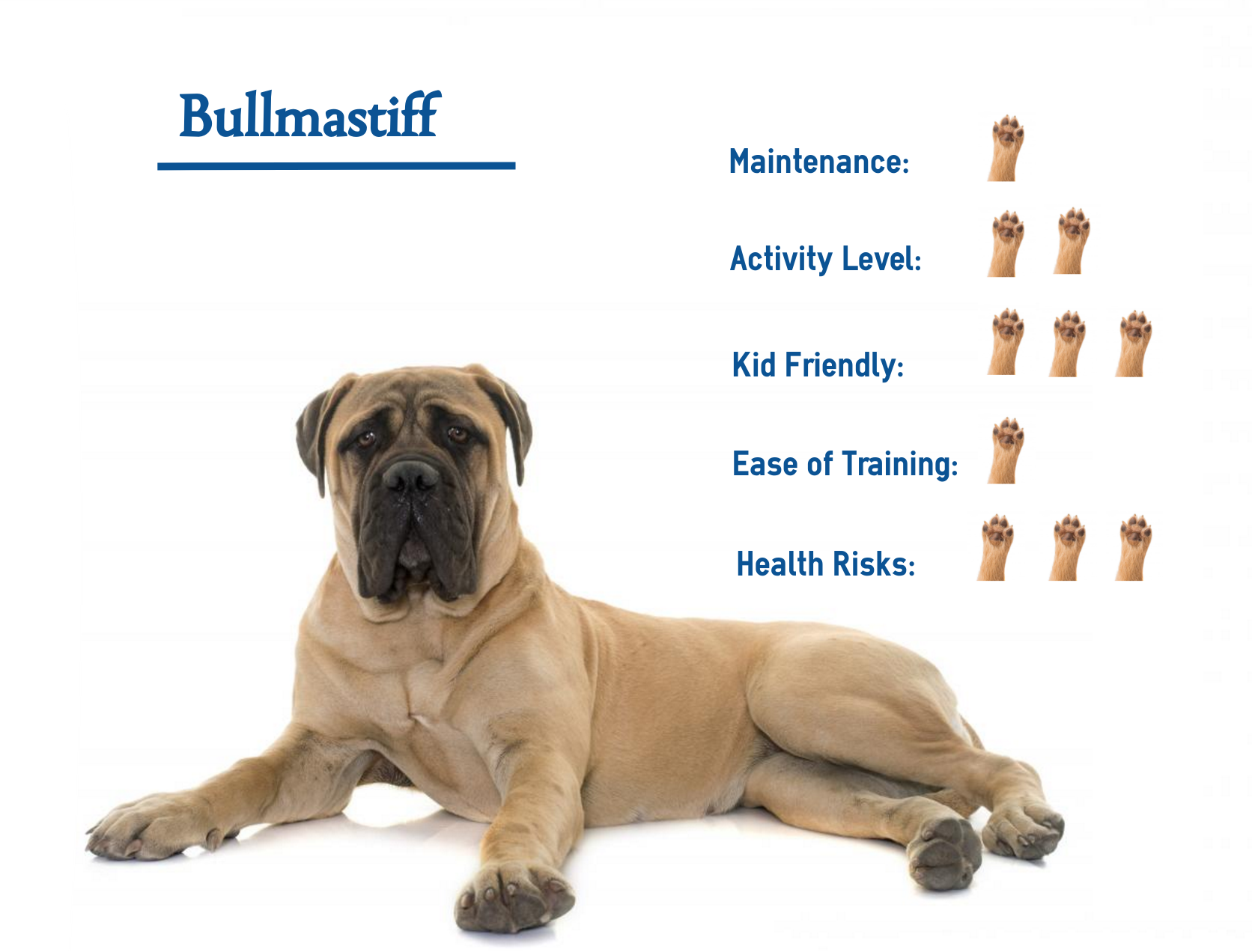 bullmastiff dog breed
