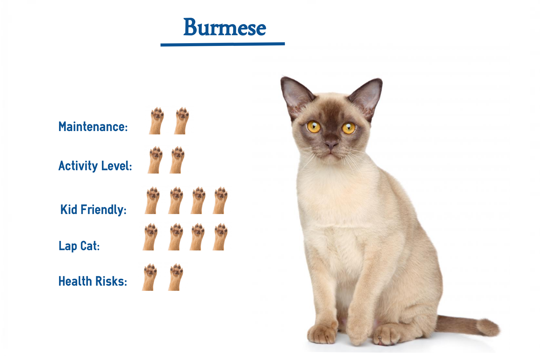 Burmese Cat Breed Everything You Need To Know At A Glance