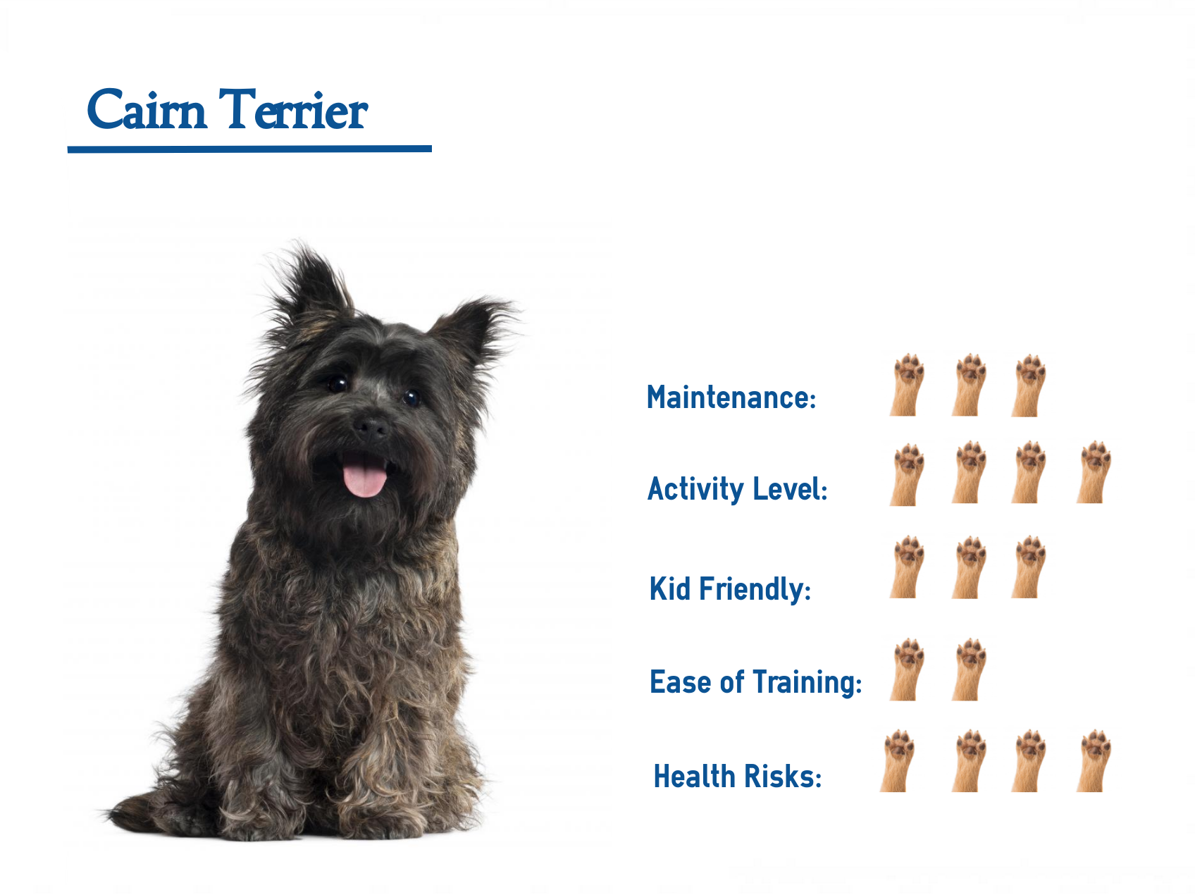 The Cairn Terrier Mix Your Guide To Best Care For Your Dog