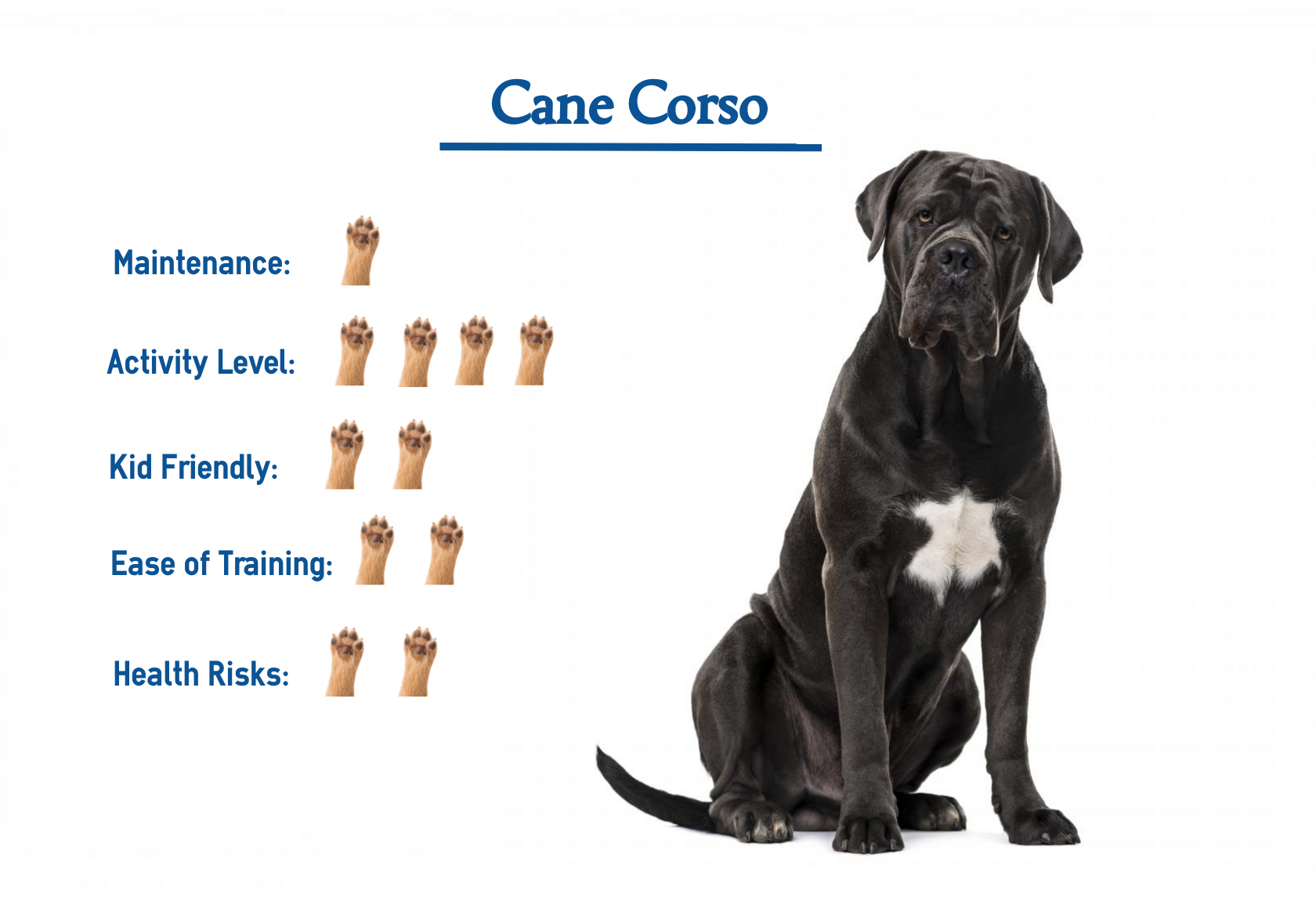 Cane Corso Longevity Study Announced
