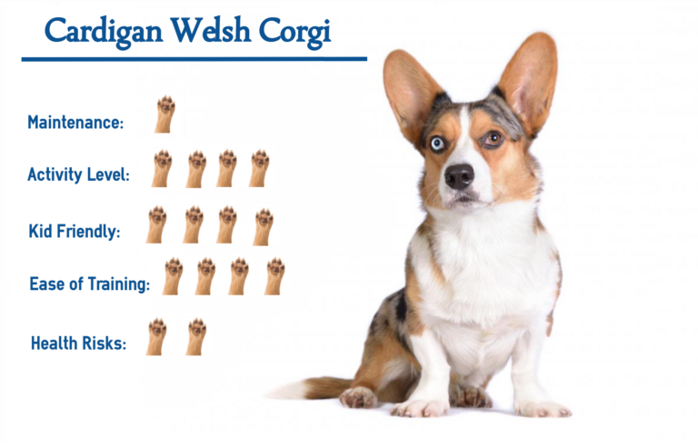 Cardigan Welsh Corgi… Everything You Need to know at a Glance!