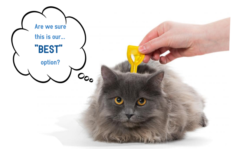 Top 5 Best Flea and Tick Treatments for Cats