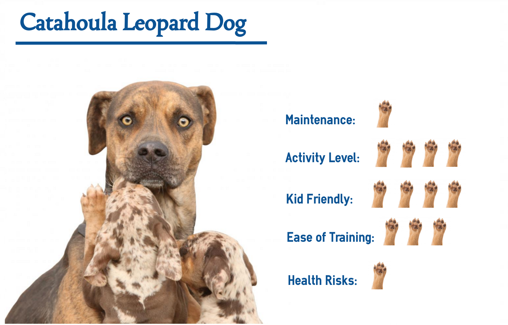 about catahoula leopard dog