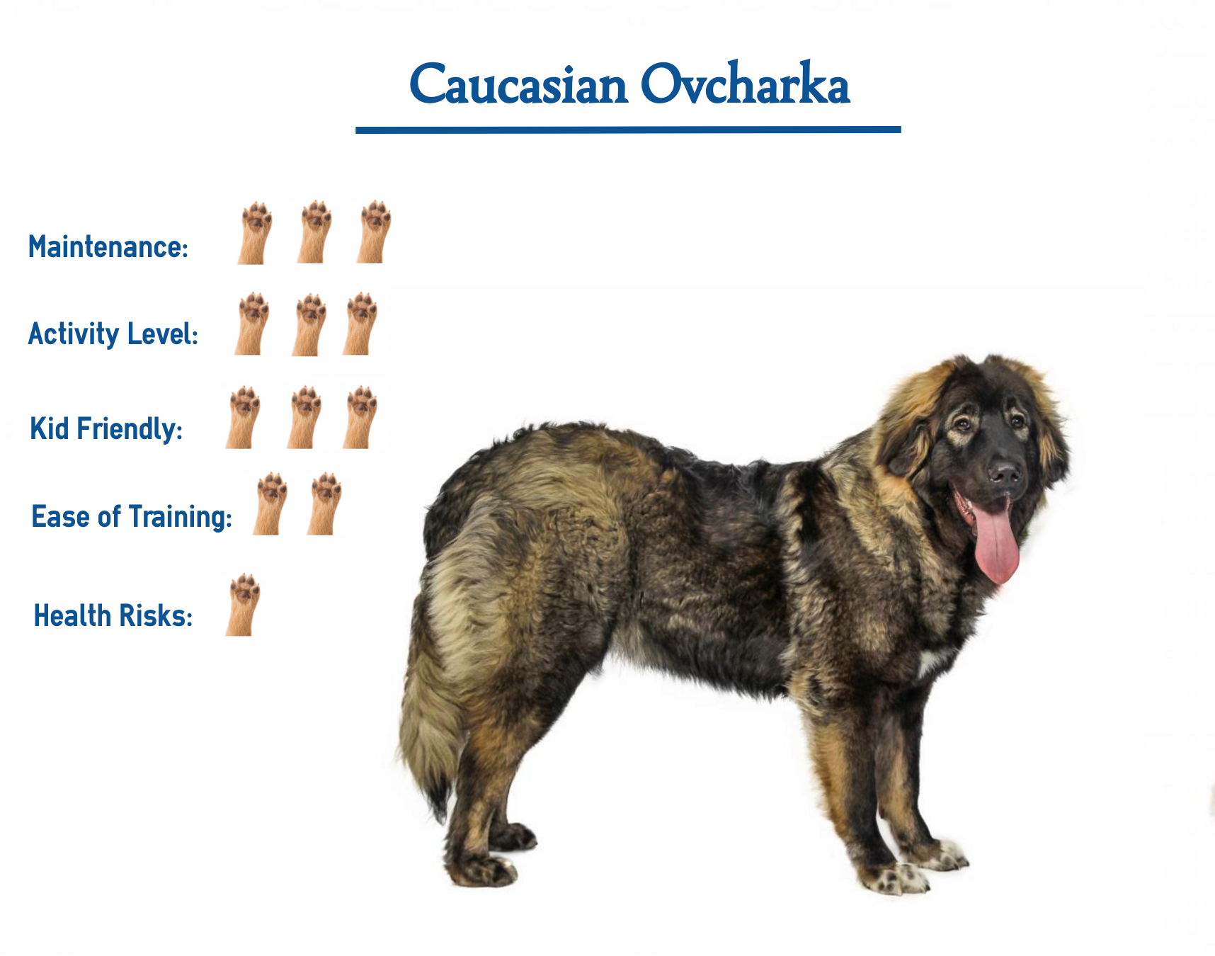Caucasian Ovcharka Dog Breed