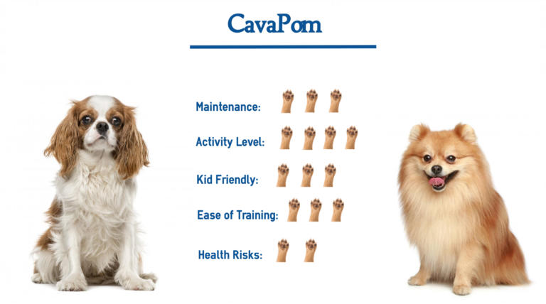 The CavaPom…. Everything You Need to Know at a Glance!