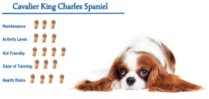 Cavalier King Charles Spaniel…. Everything You Need to Know at a Glance!