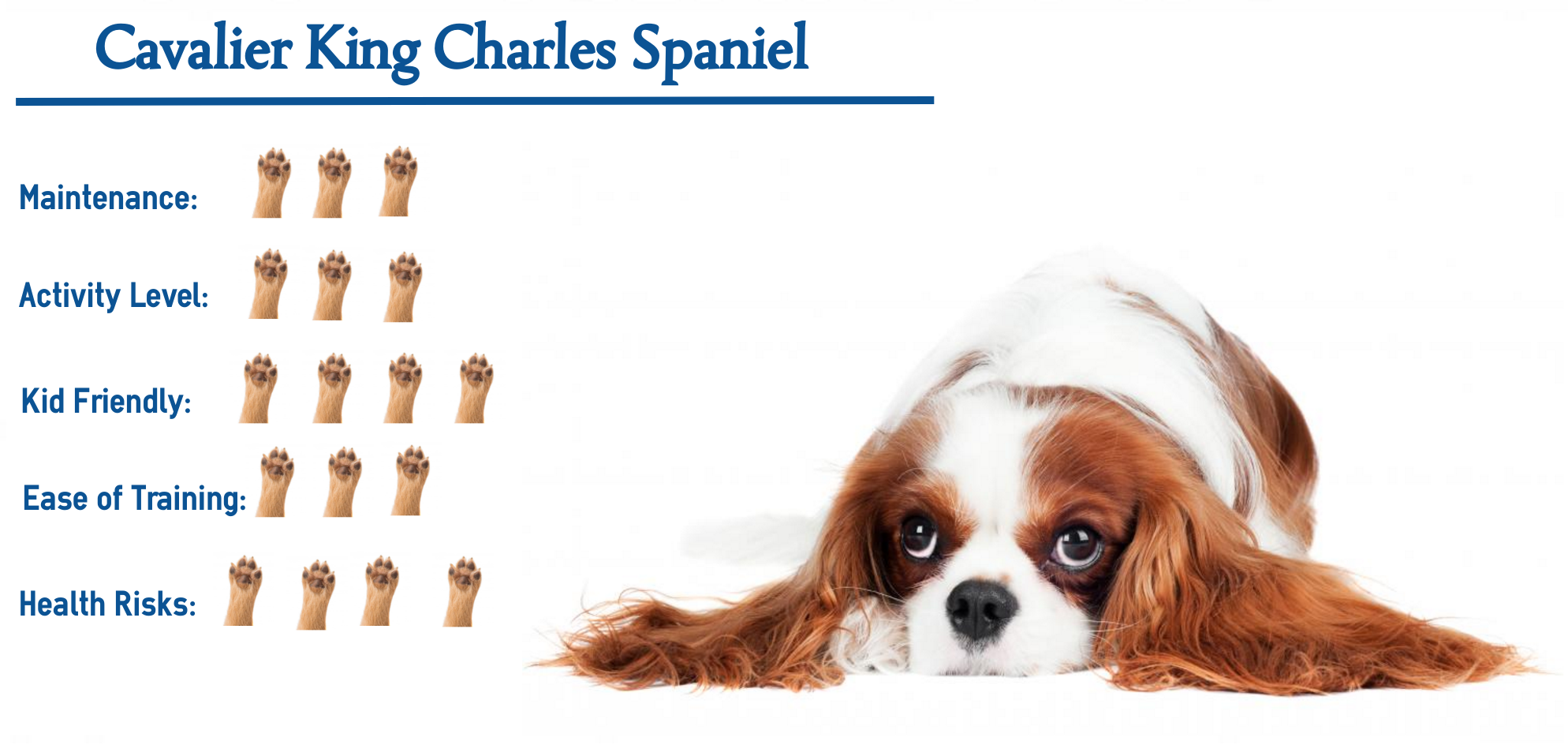 Cavalier King Charles Spaniel Puppy Photograph by Edward Fielding