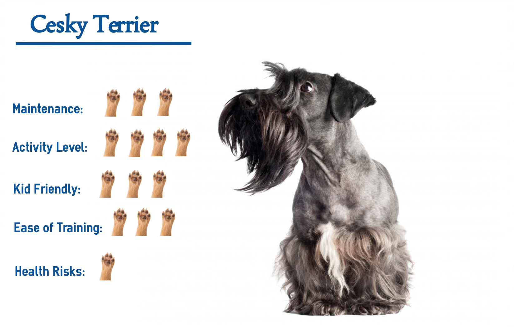 Cesky Terrier Everything You Need To Know At A Glance