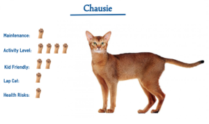 Chausie Cat Breed… Everything You Need to Know at a Glance!