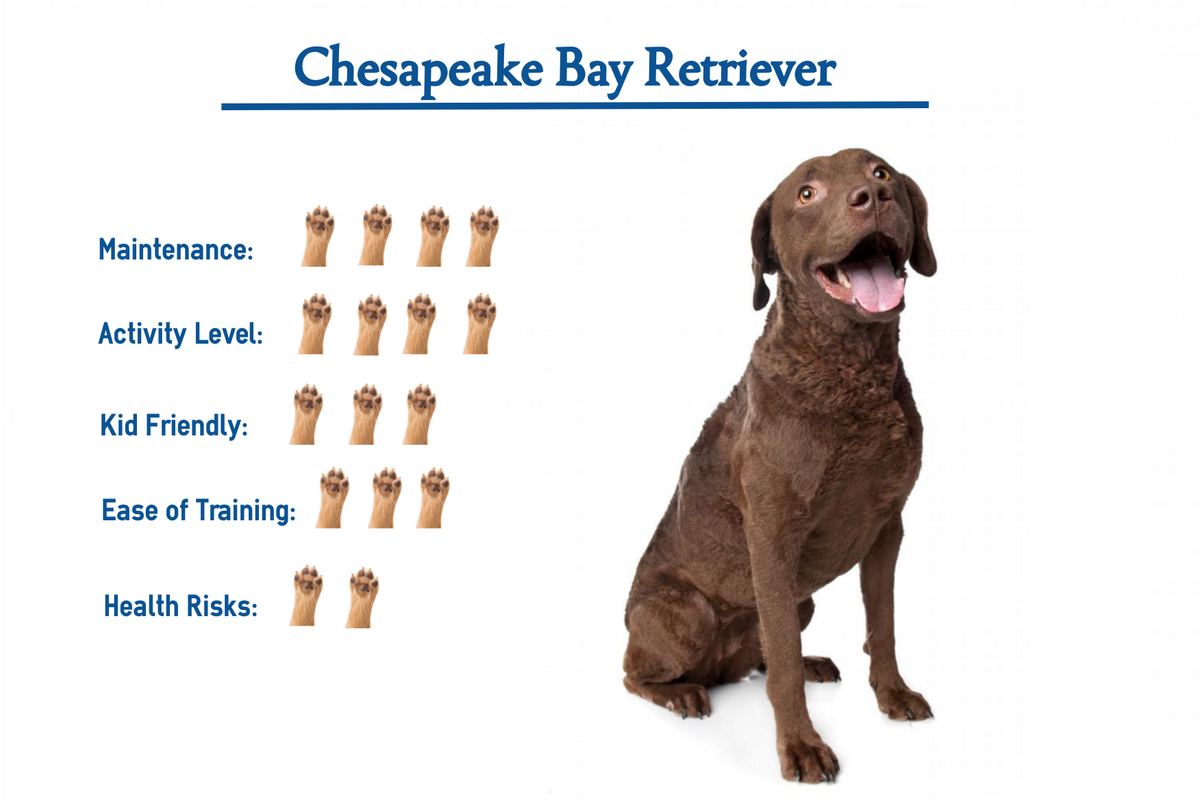 Chesapeake Bay Retriever… Everything You Need to Know at a ...