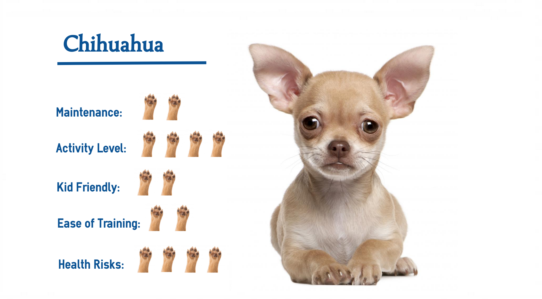 things about chihuahuas