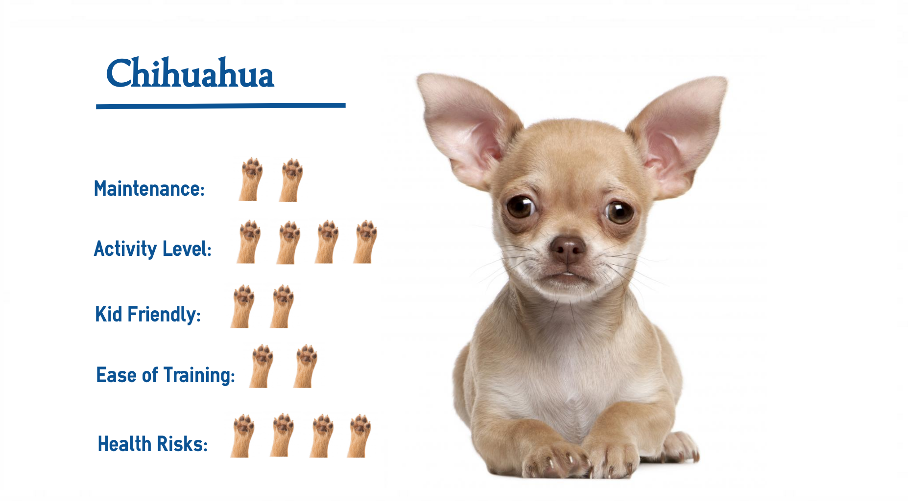 what are chihuahuas known for