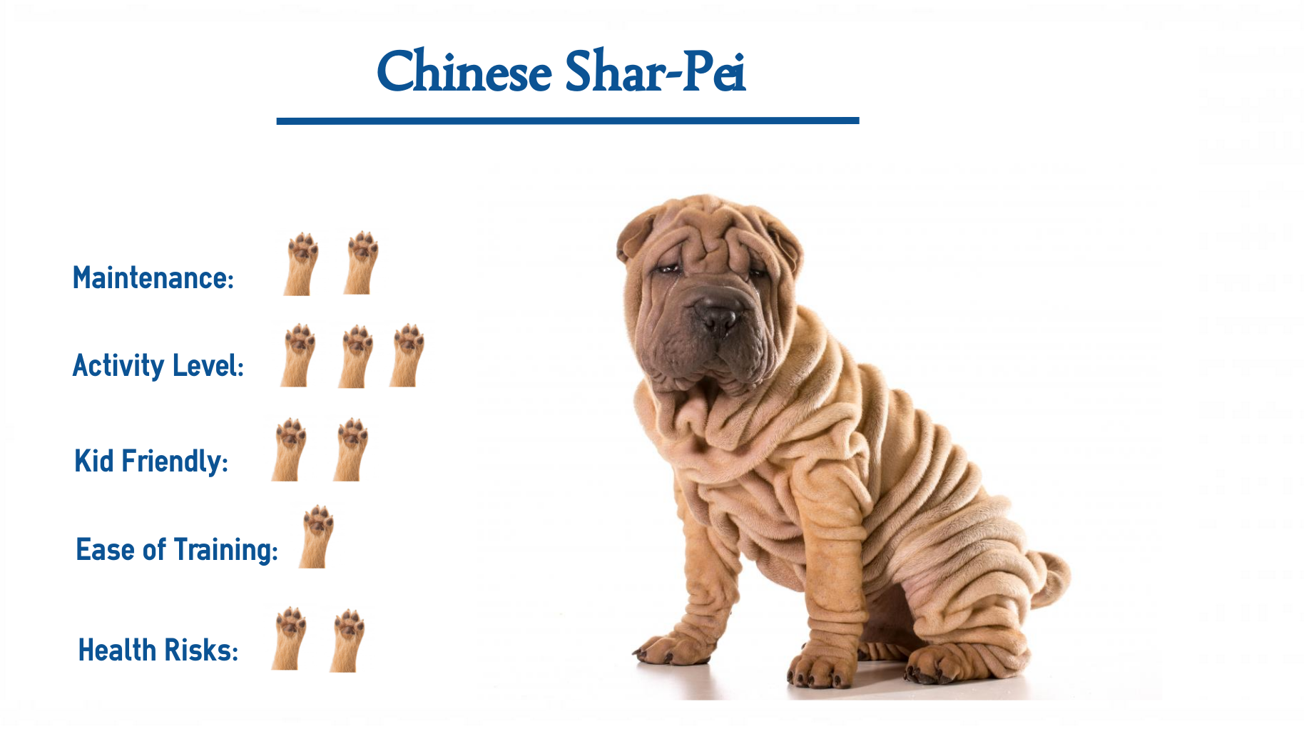 The Chinese Shar Pei Everything You Need To Know At A Glance
