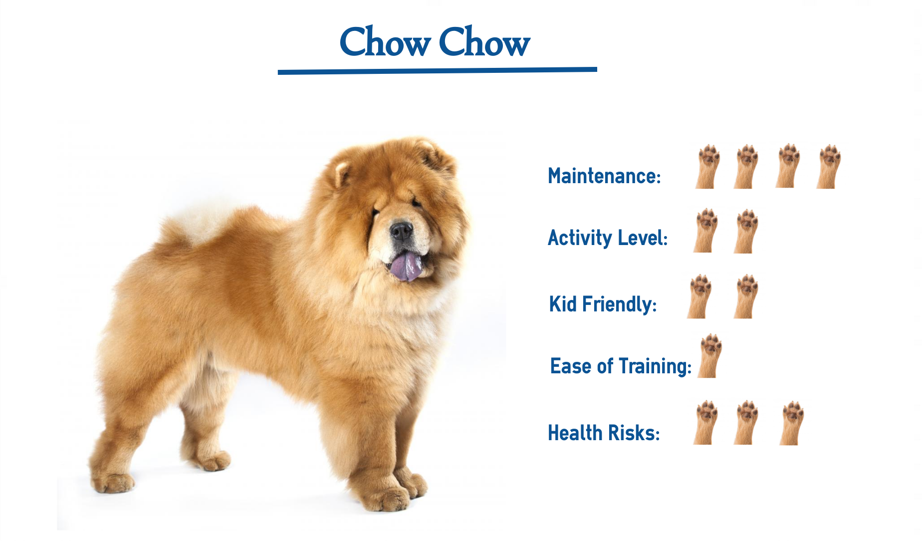 how much is a full breed chow chow