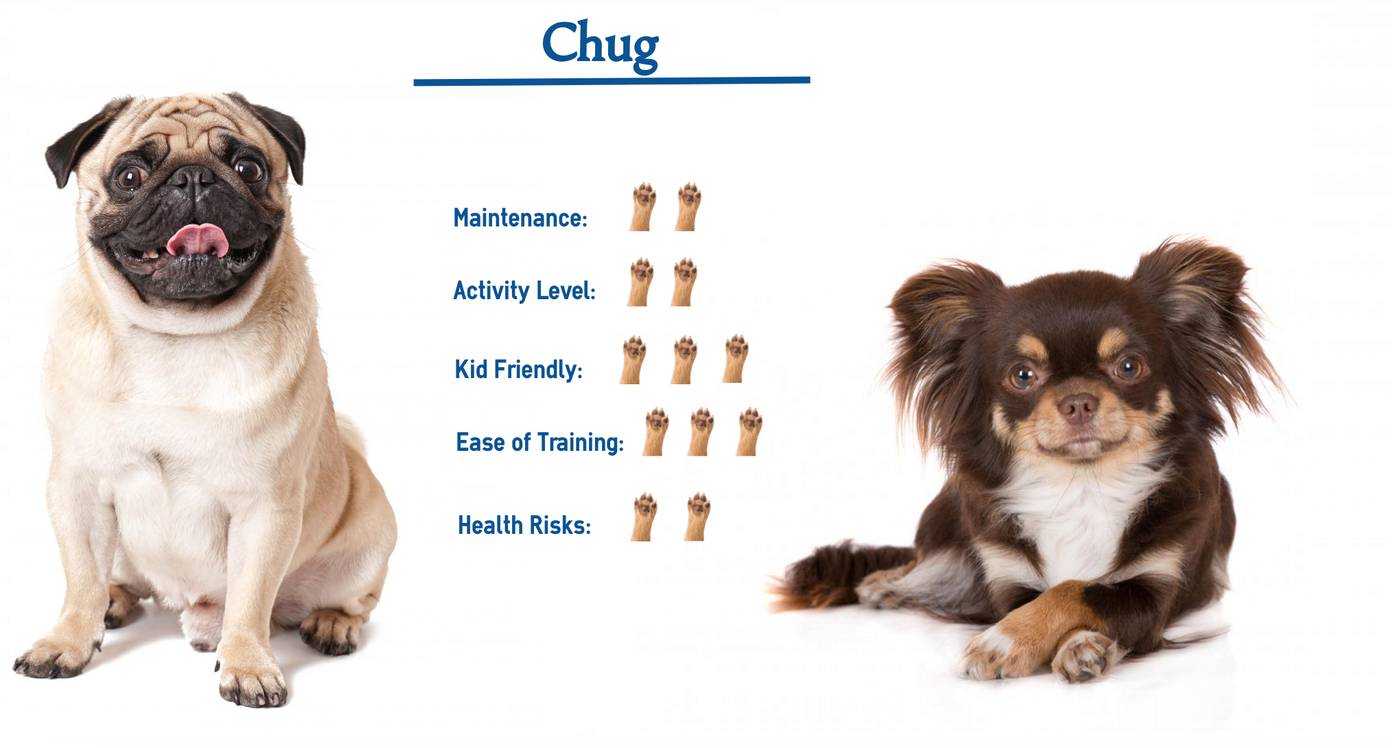 chug dog breed