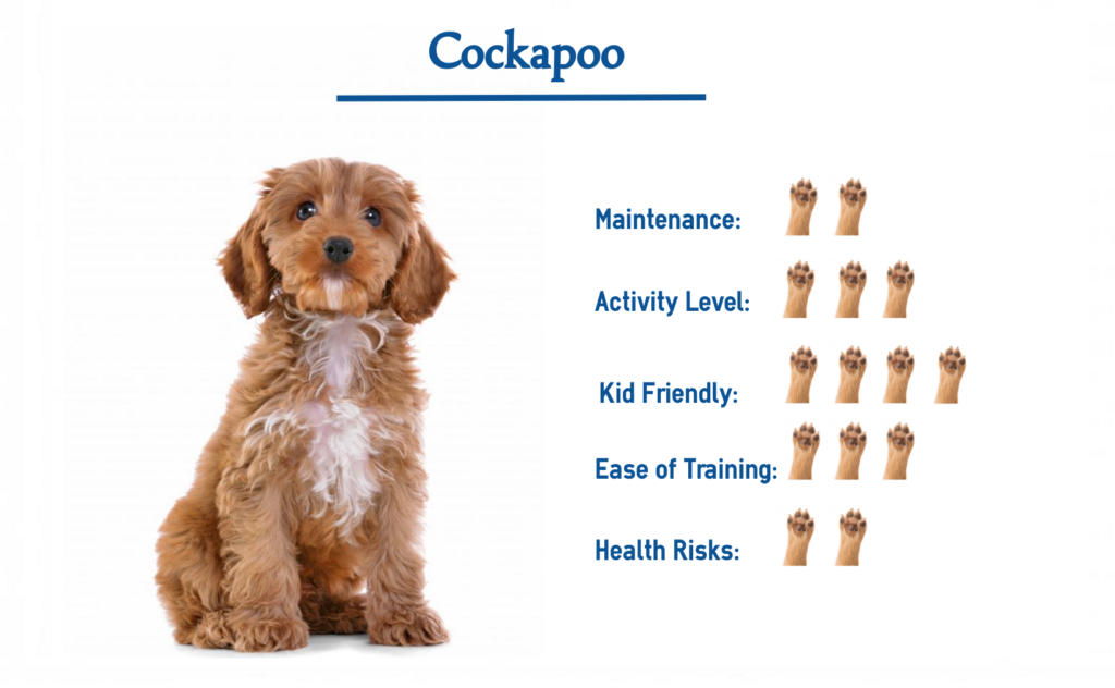 cockapoo-dog-breed-everything-you-need-to-know-at-a-glance