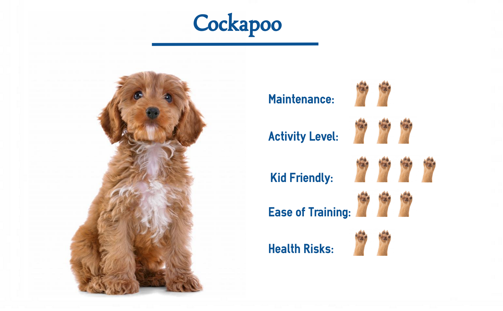 cockapoo hunting dog