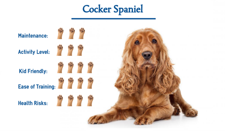 Cocker Spaniel… Everything You Need to Know at a Glance!