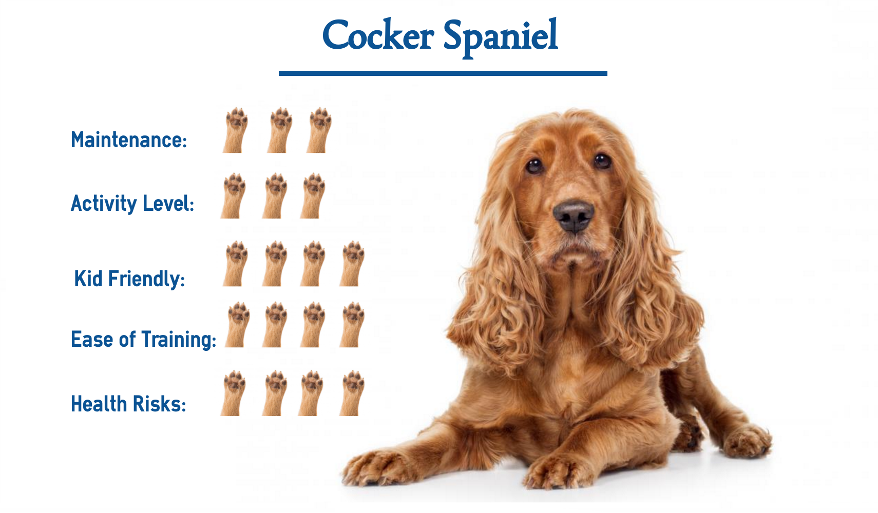 Cocker Spaniel… Everything You Need to 