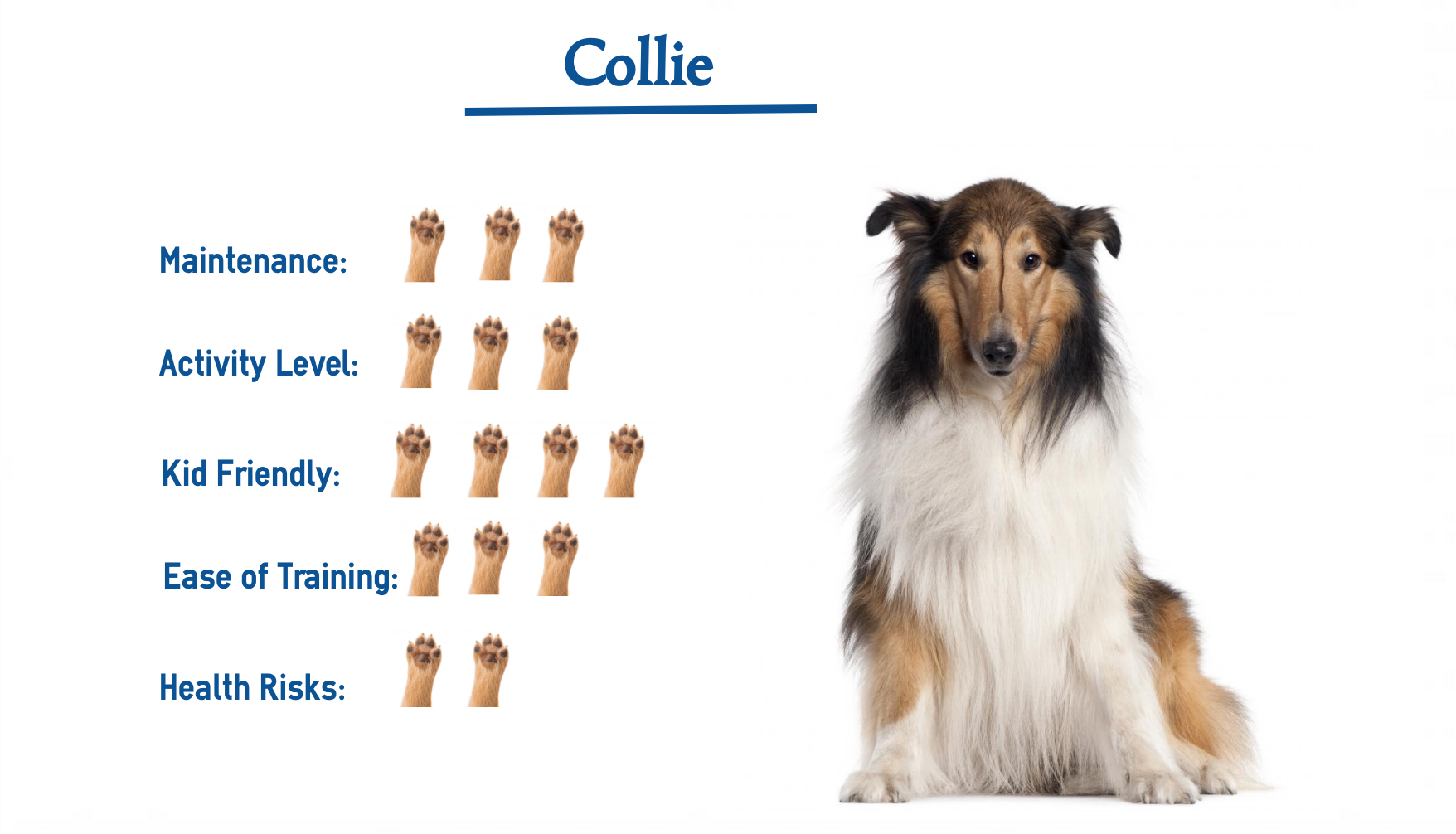 collie breeds