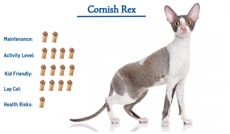 Cornish Rex Cat Breed… Everything You Need to Know at a Glance!