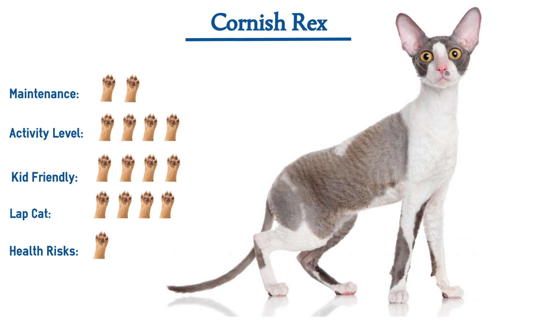 cornish rex cat