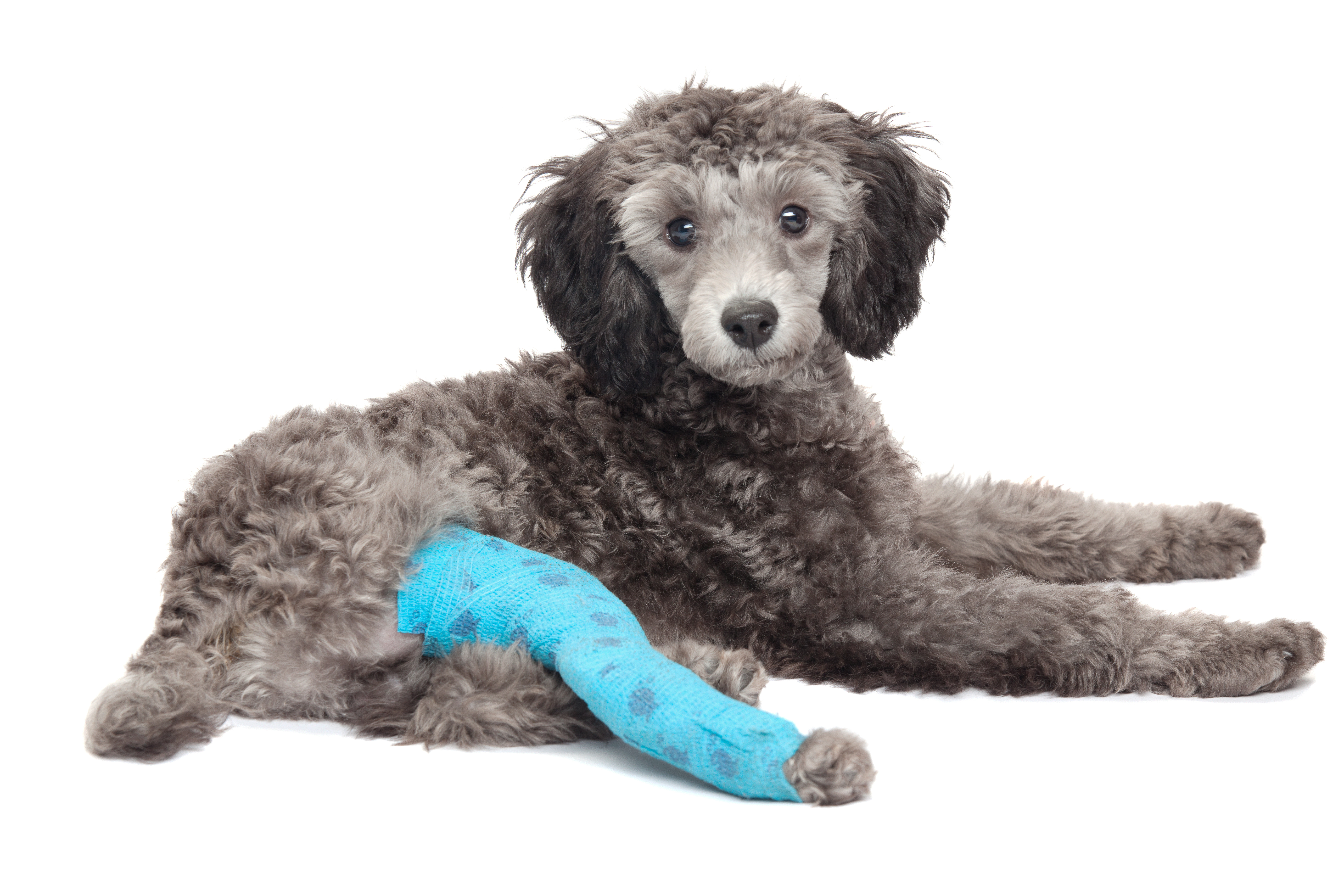 Cruciate Ligament Injury in Dogs… Definitions, Treatment