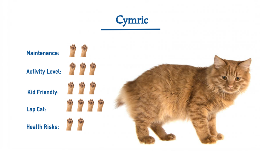 Cymric Cat Breed… Everything You Need To Know at a Glance!