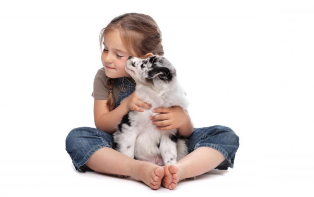 Antibiotics For Cystitis In Dogs