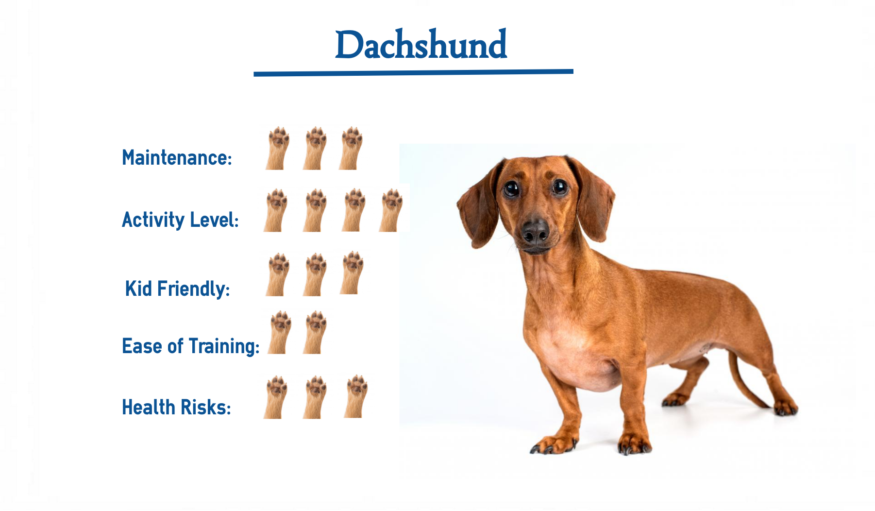 What You Need for a Dachshund