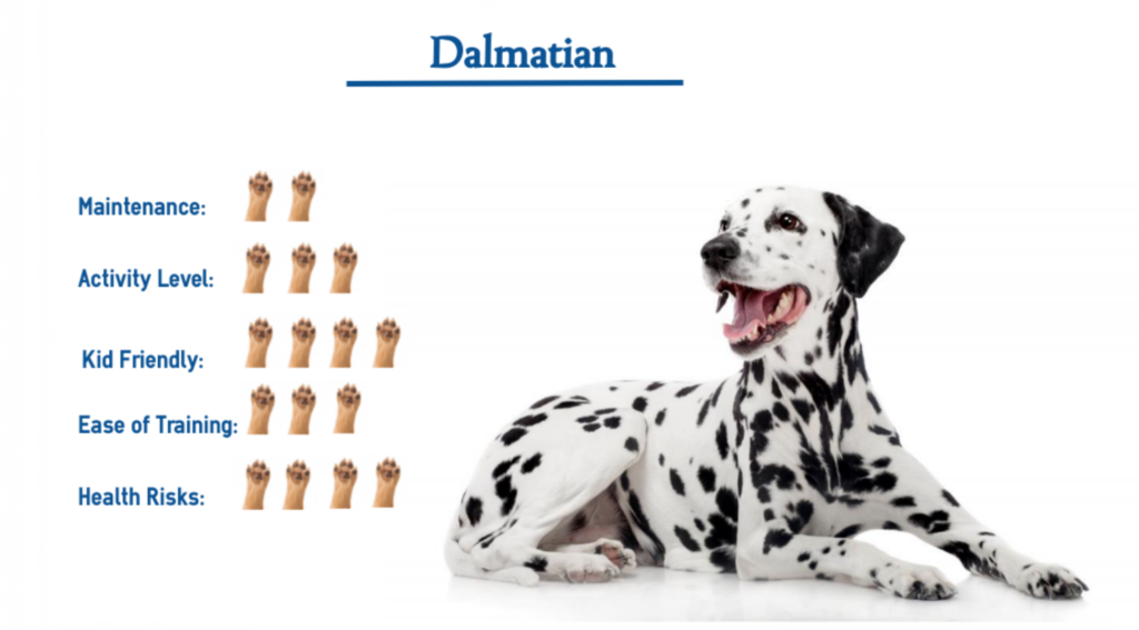 Dalmatian Dog Breed… Everything You Need to Know at a Glance!