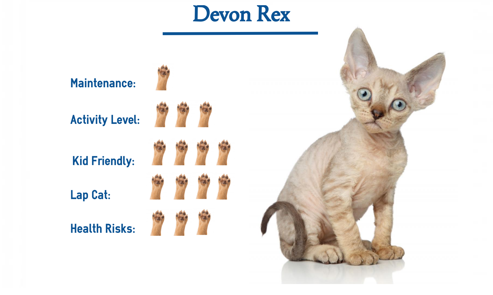 The Devon Rex Cat Breed Everything You Need To Know At A Glance