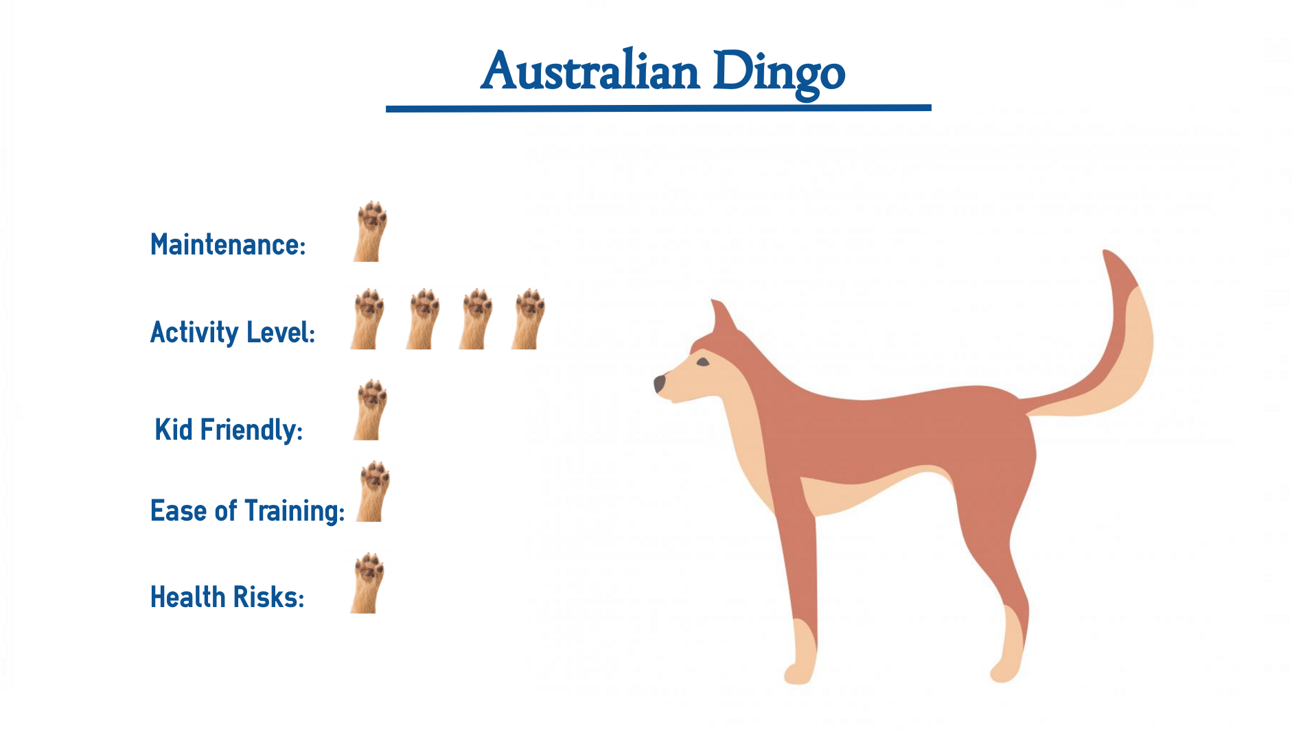 pizza insekt Indskrive Australian Dingo… Everything You Need to Know at a Glance!