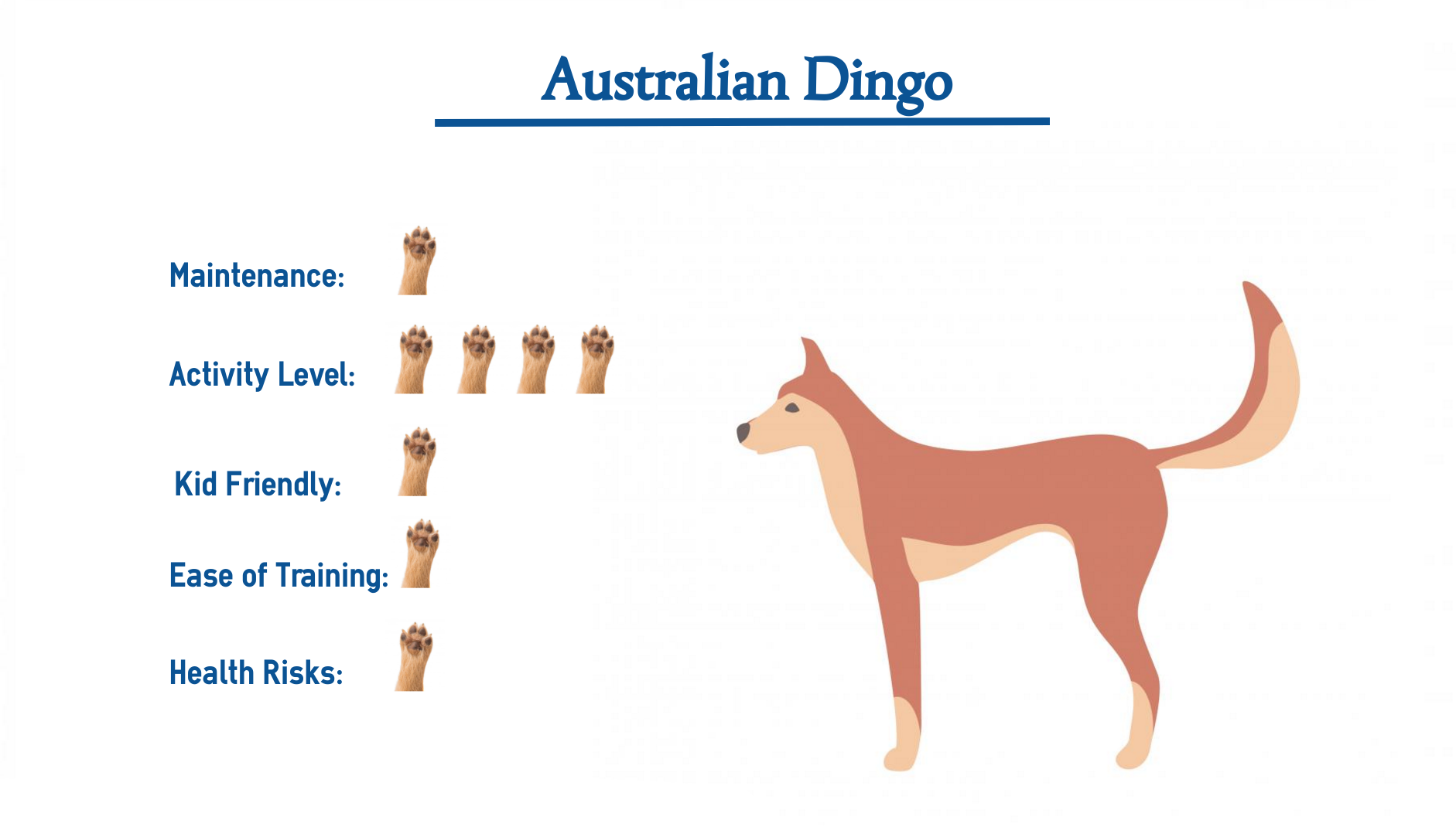 domesticated dingo