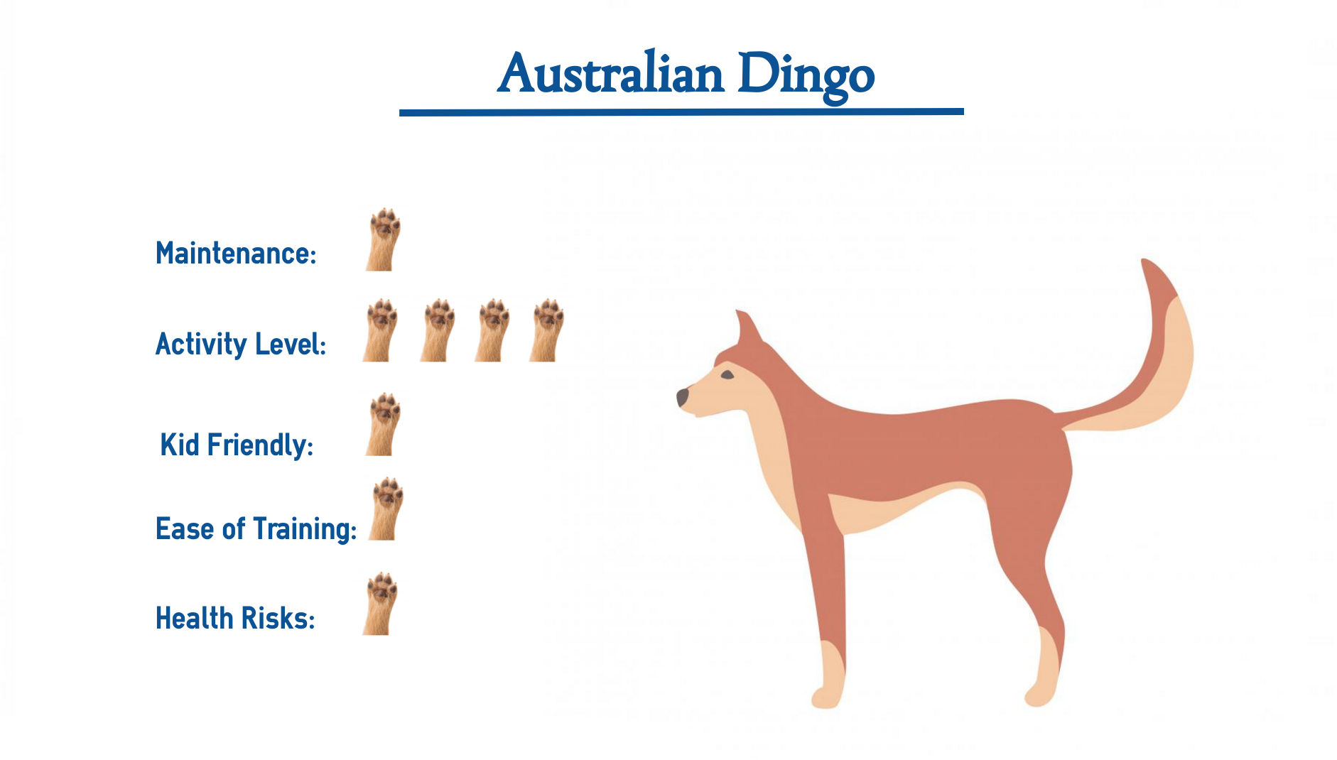 Australian Dingo Everything You Need To Know At A Glance 