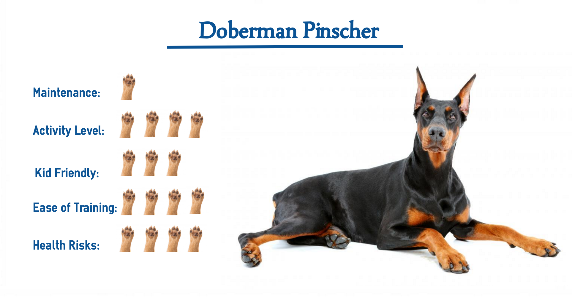 what to know before getting a doberman