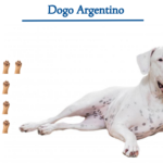 Dogo Argentino dog breed